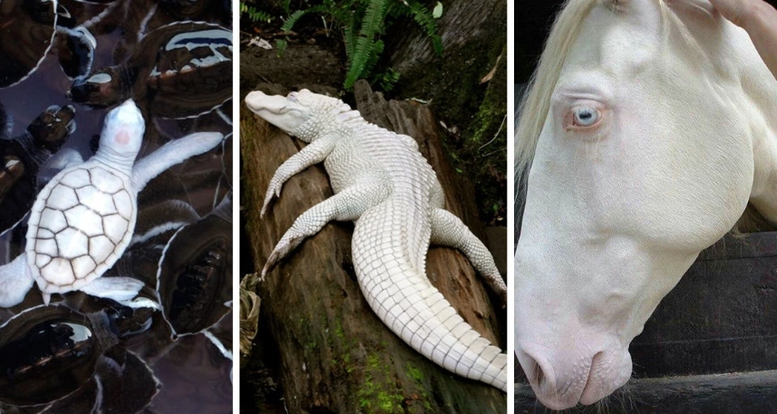 albino wildlife