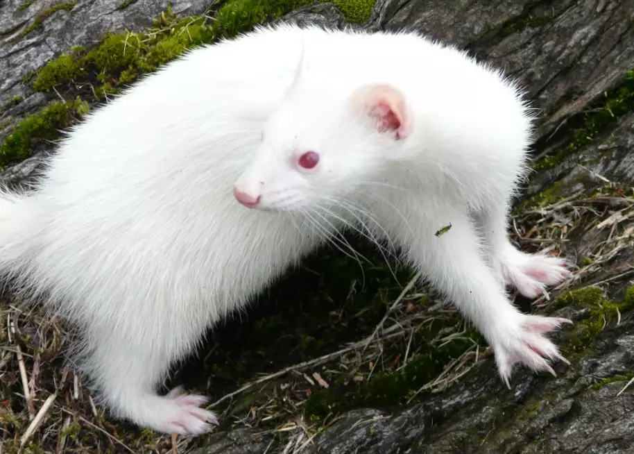 Which animals have albinism?