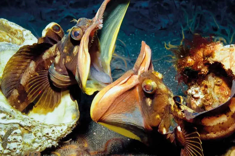 what do sarcastic fringeheads eat