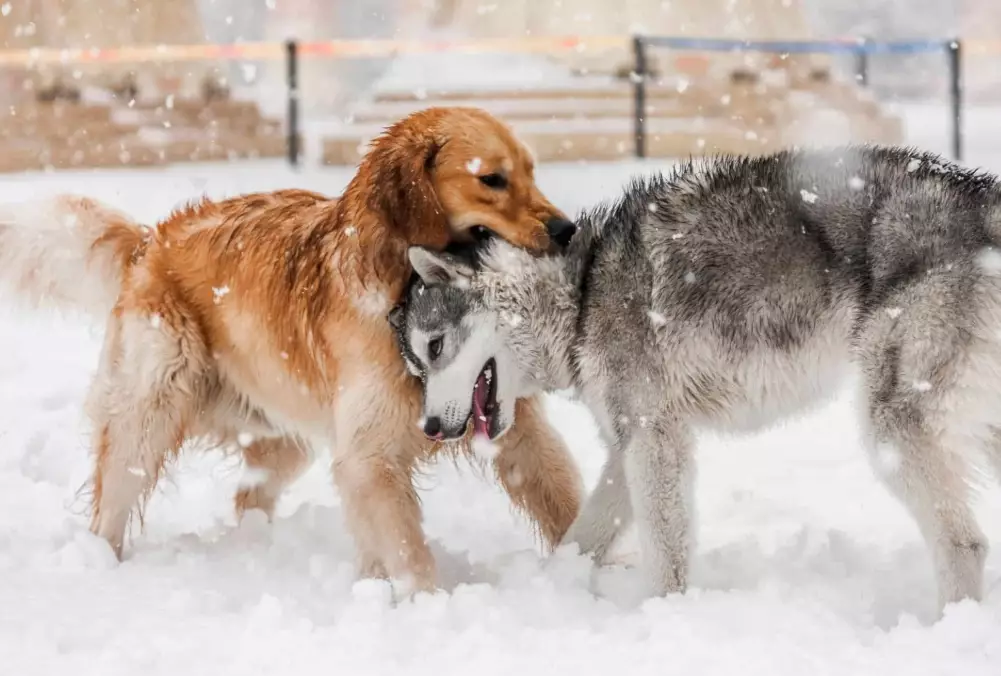 Poodle pomeranian mix full grown