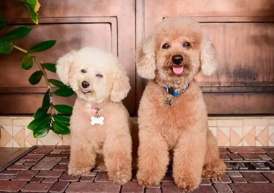 Poodle #Pomeranian mix puppy