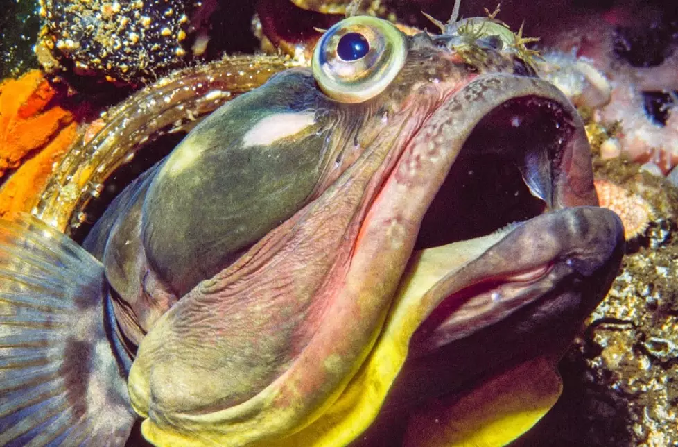 what do sarcastic fringeheads eat