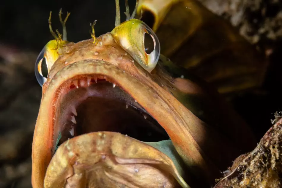 sarcastic fringehead eating habits