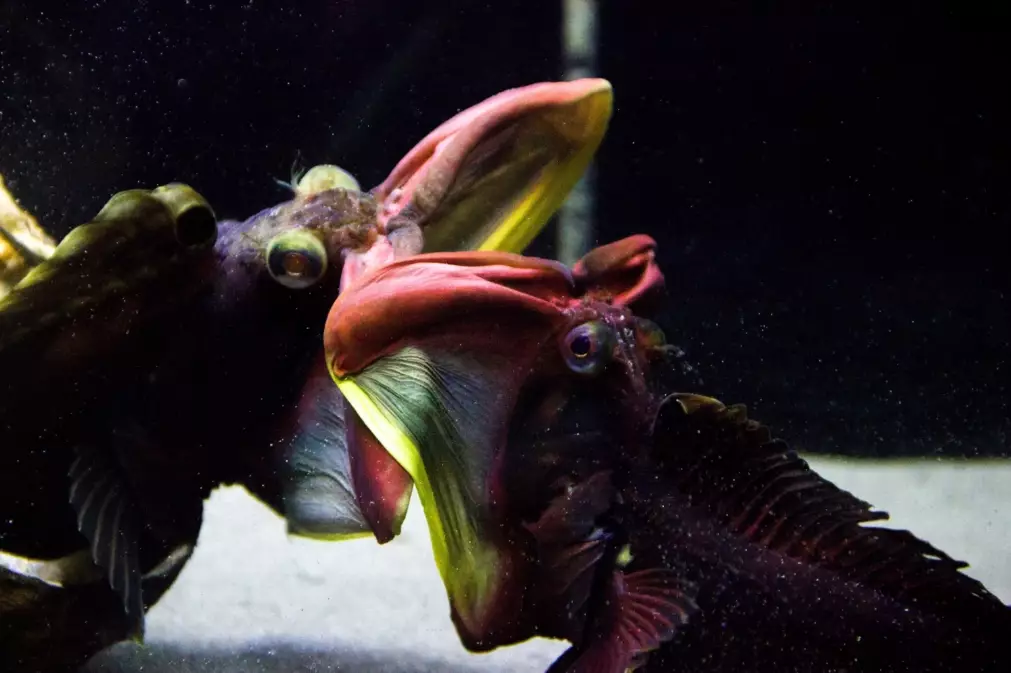 sarcastic fringehead fish