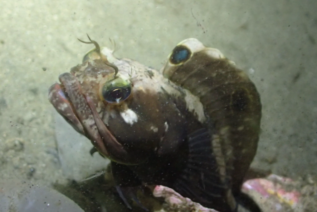 how big do fringeheads get