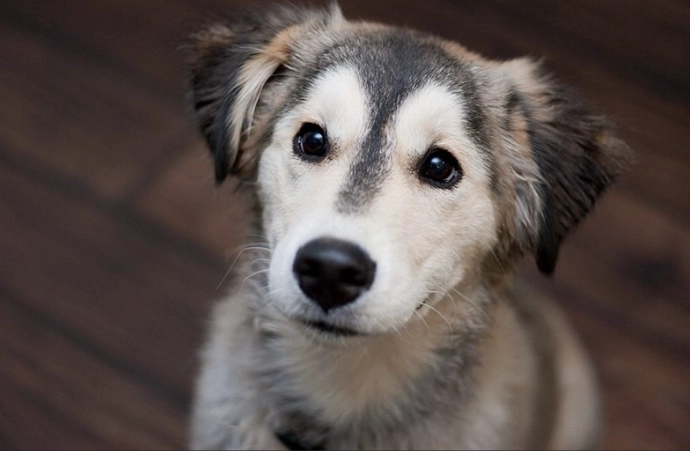 Golden Retriever Husky mix good family dog Golden Retriever Husky mix good family dog