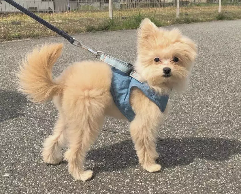 Pomapoo puppy