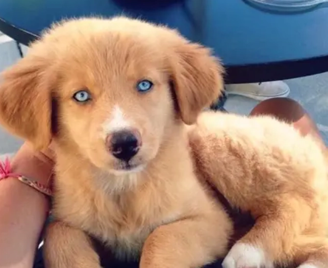 Husky and Golden Retriever mix puppy