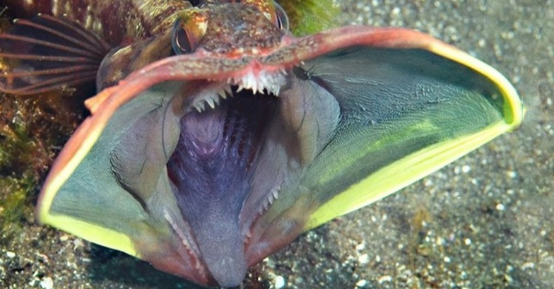 fringehead bite force fringehead bite force