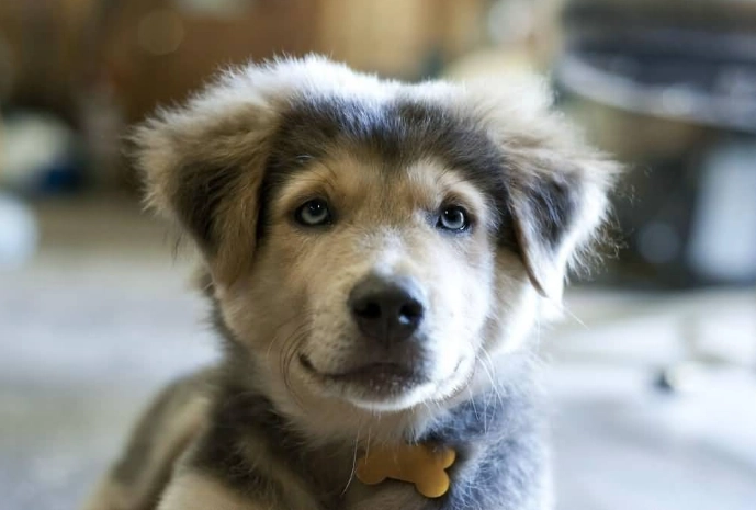 Golden Retriever Husky mix Golden Retriever Husky mix