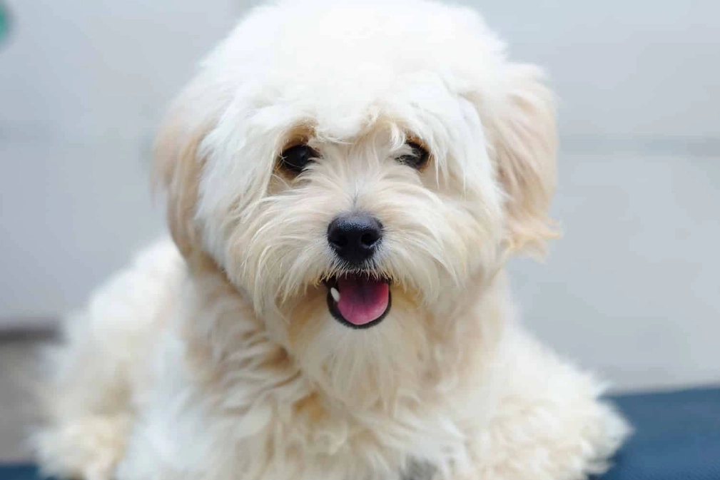 Is a Pomapoo a good dog?