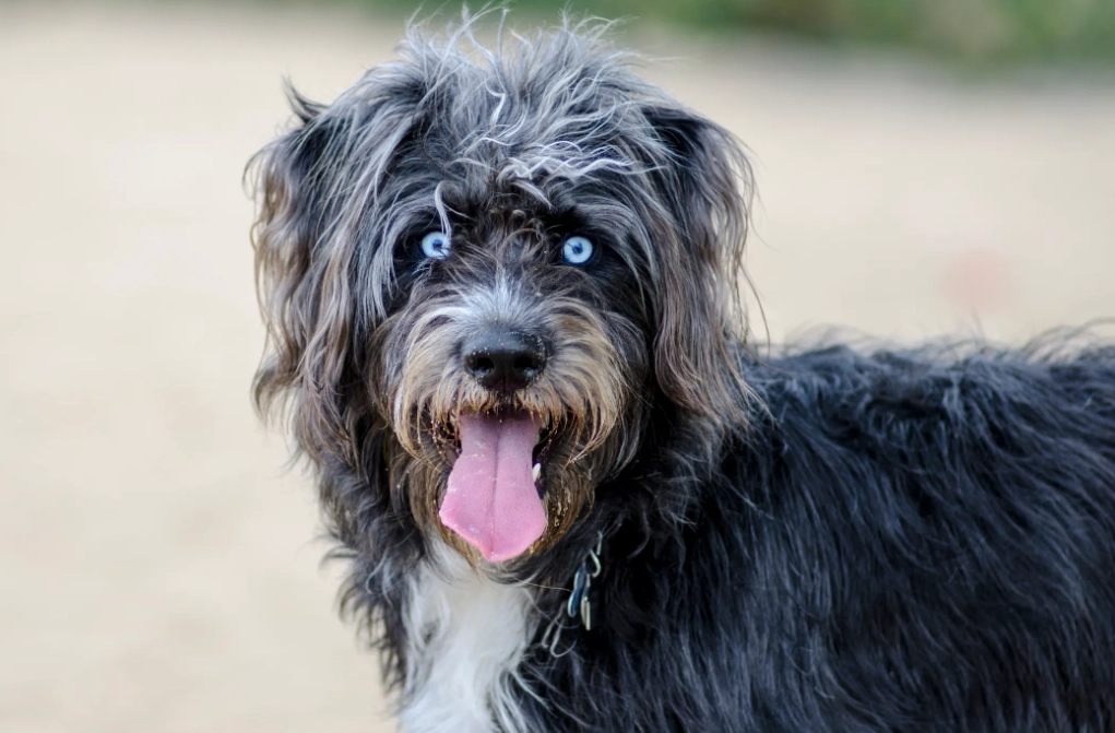 What is the personality of a Huskydoodle?