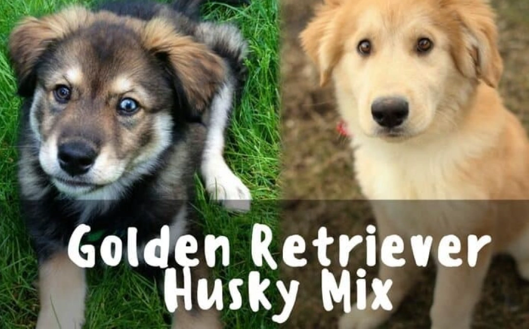 How big do golden Husky mixes get?