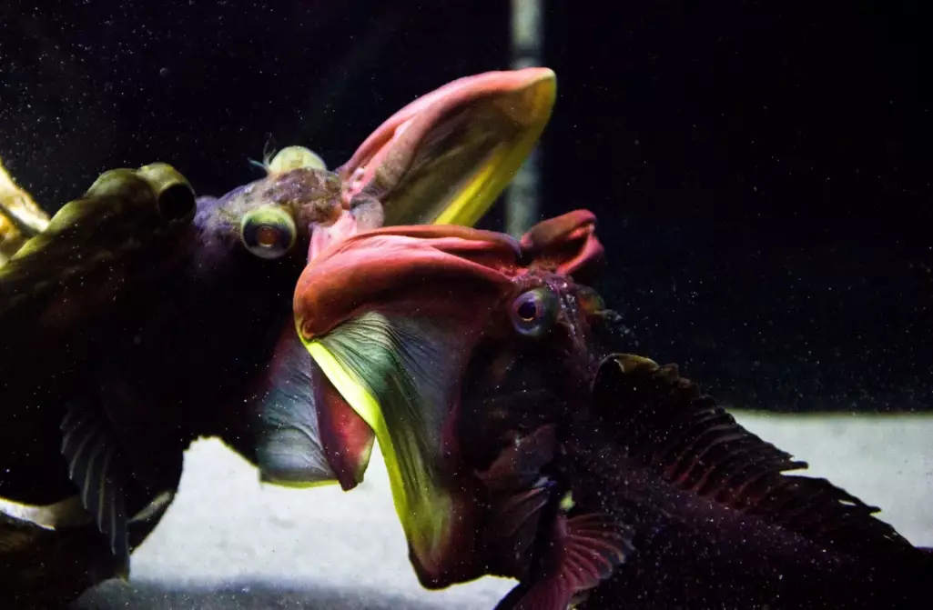 Sarcastic fringehead bite