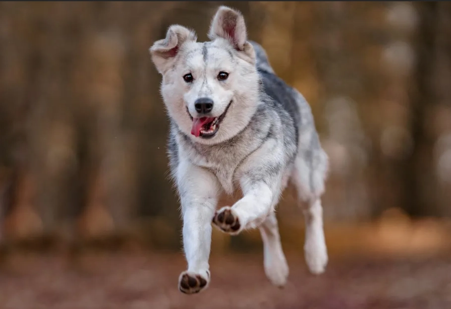 Goberian dog characteristics