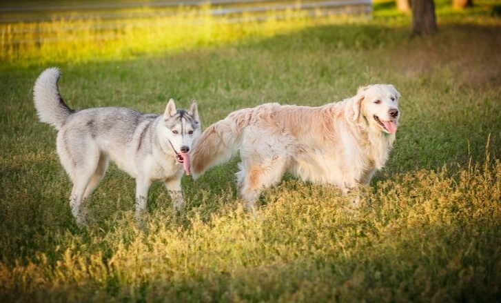 full grown pomeranian poodle mix