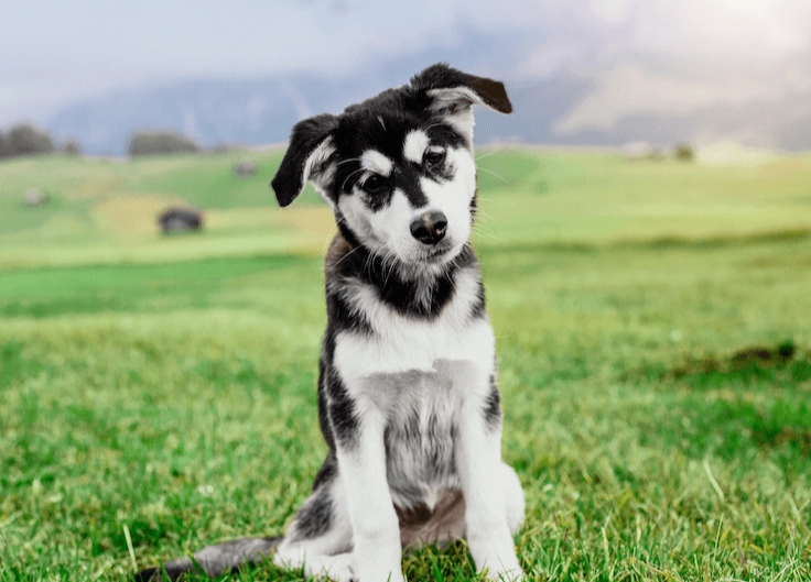 Huskydoodle personality