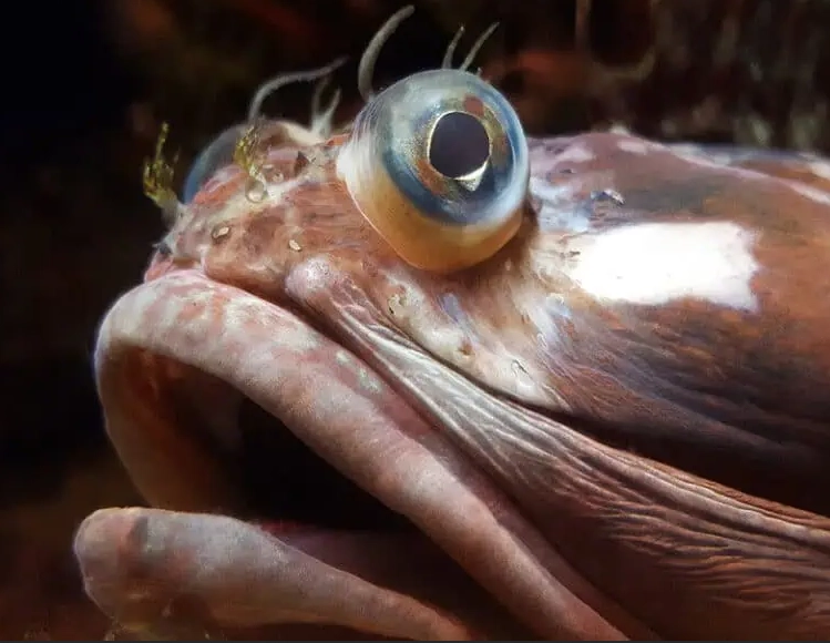How big are sarcastic fringehead fish?