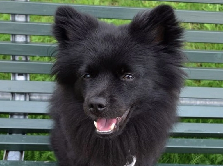 black pomeranian poodle mix
