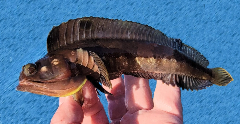 sarcastic fringehead eating habits