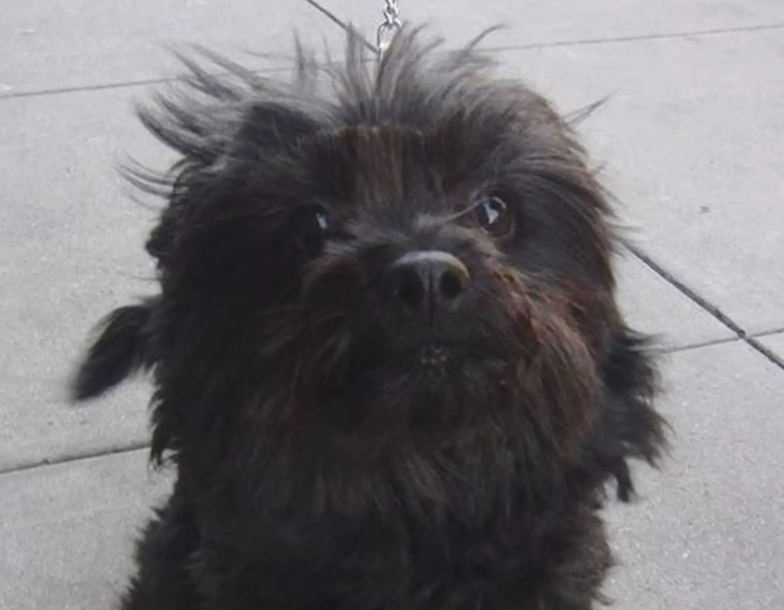 black pomerapoo care