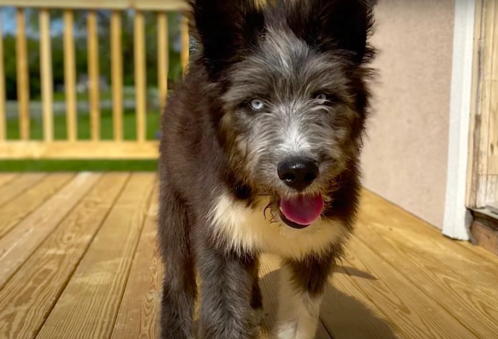 Huskydoodle vs Goldendoodle