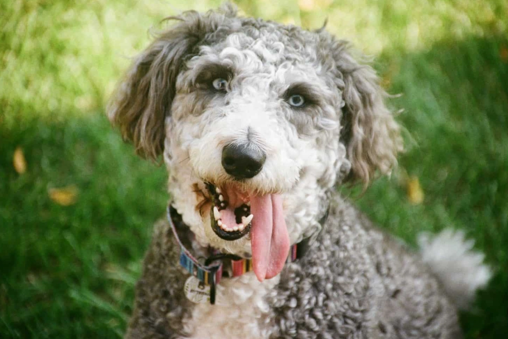 Huskydoodle vs Goldendoodle