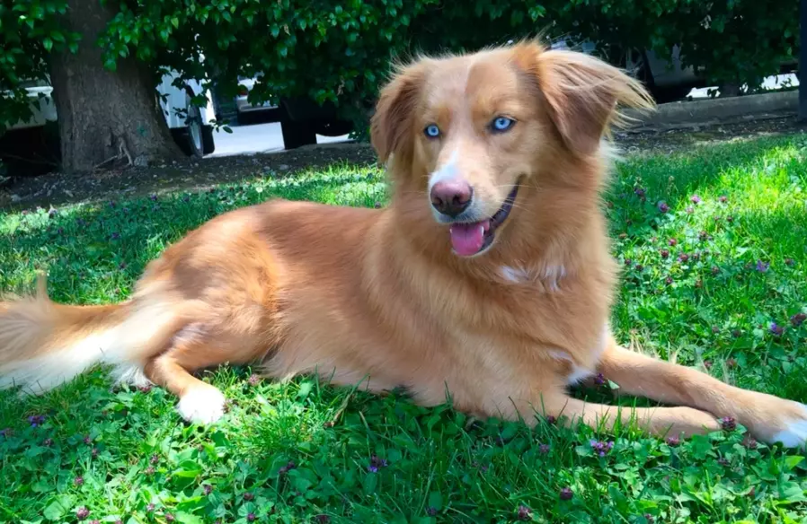 Golden Retriever Husky mix Golden Retriever Husky mix