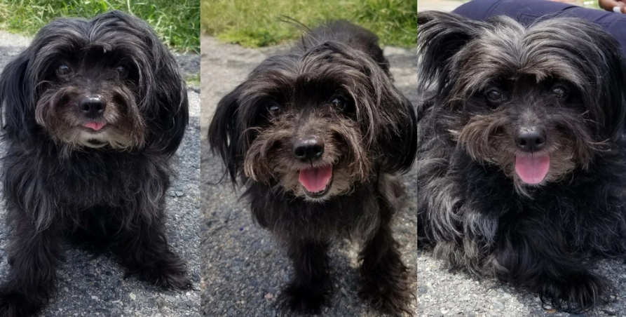 black pomeranian poodle mix