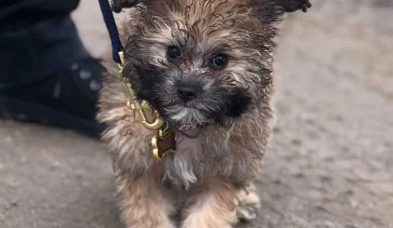 pomeranian poodle mix size