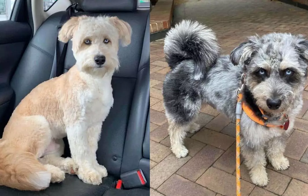 Huskydoodle personality