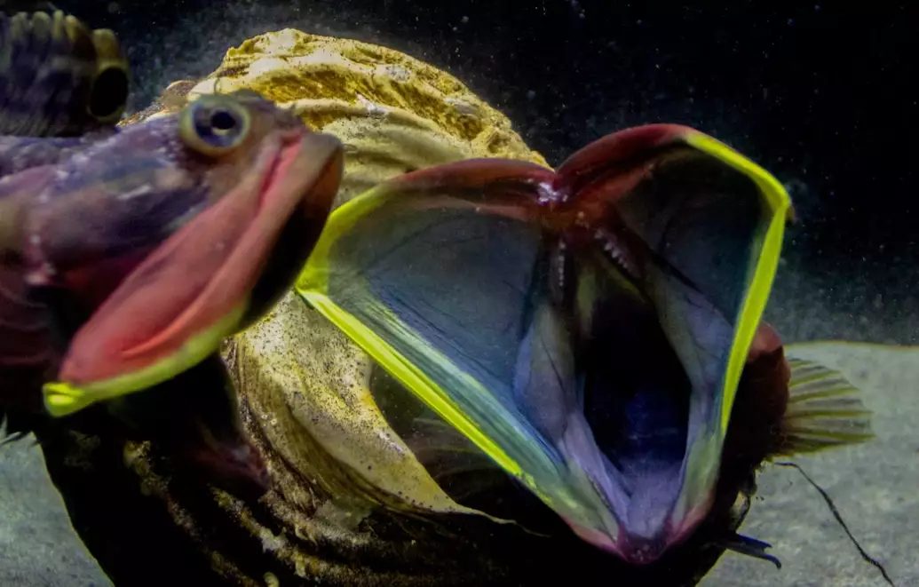 sarcastic fringehead bite sarcastic fringehead bite