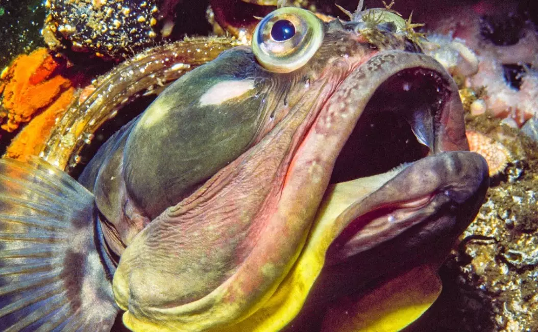 sarcastic fringehead fish