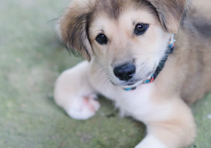 Golden Retriever Husky mix good family dog Golden Retriever Husky mix good family dog
