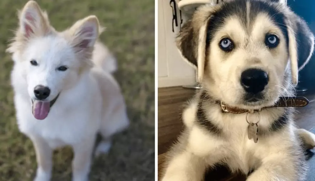 how big does a golden husky get