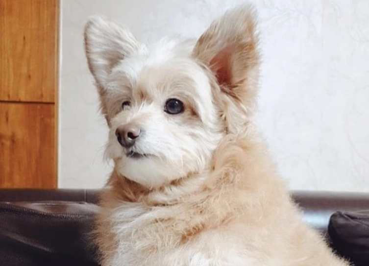 Pomapoo temperament Pomapoo temperament