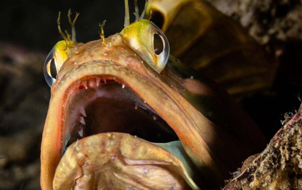 sarcastic fringehead fish sarcastic fringehead fish
