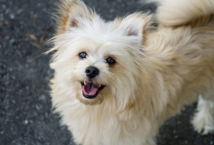 full grown pomeranian poodle mix