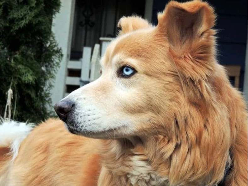 What is a Husky and Golden Retriever mix called?