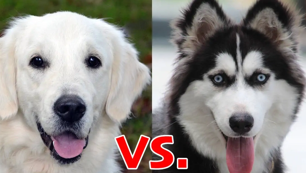 golden husky mix size