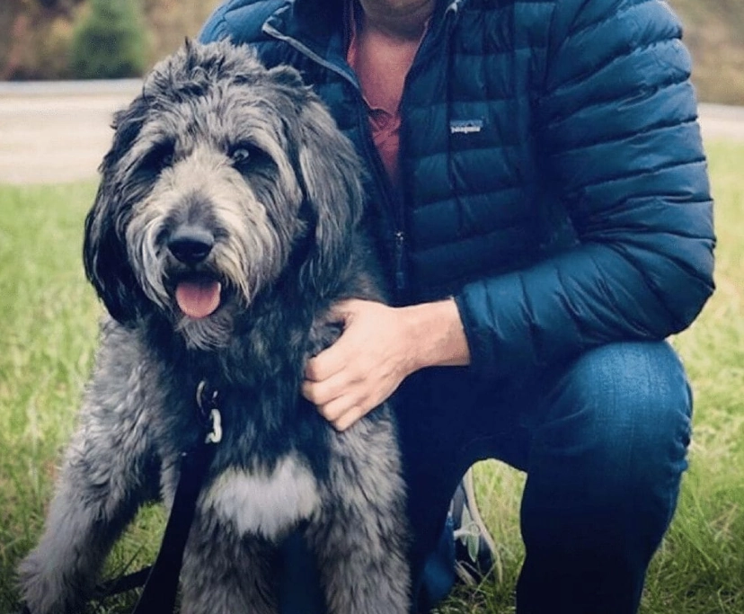 Huskydoodle temperament