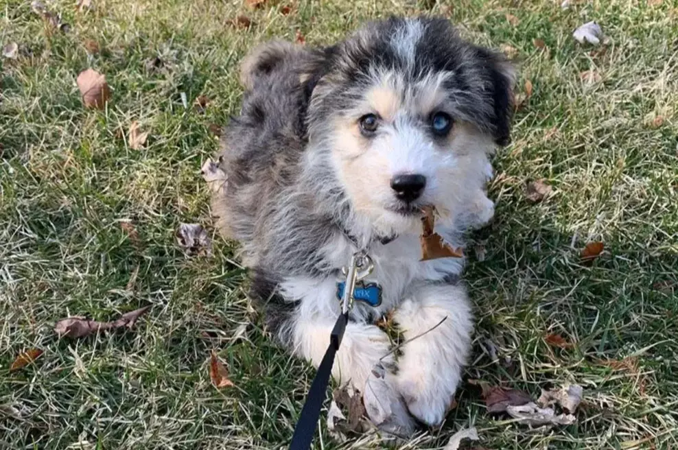 Huskydoodle temperament