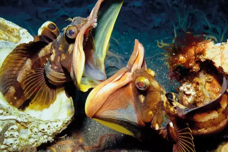 sarcastic fringehead eating habits