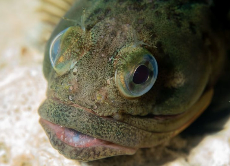 sarcastic fringehead taste