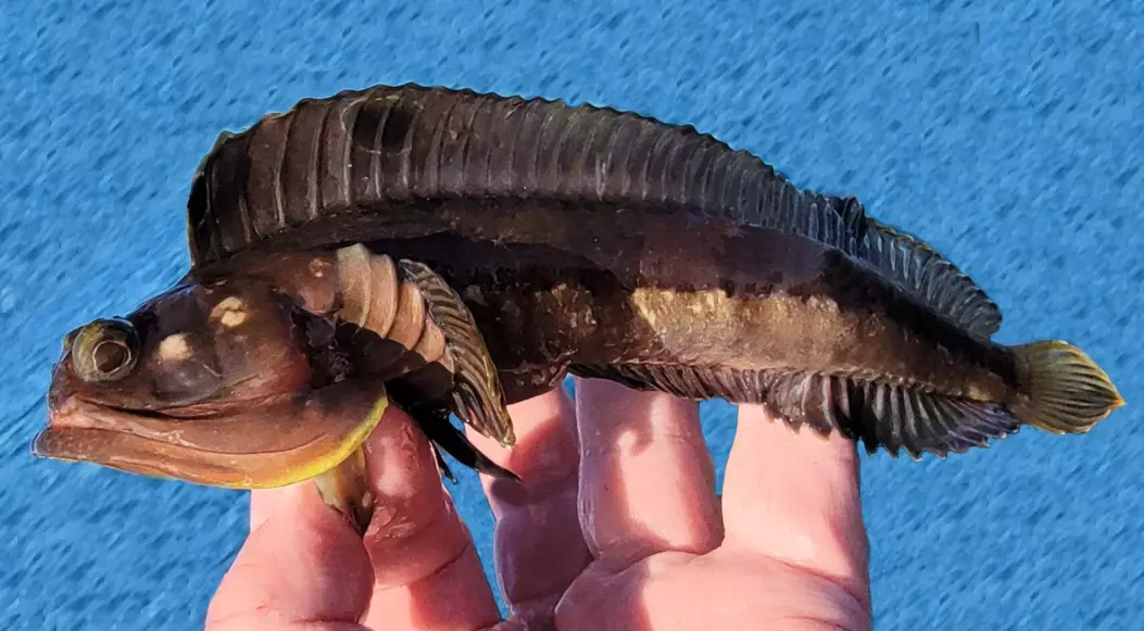 sarcastic fringehead bite