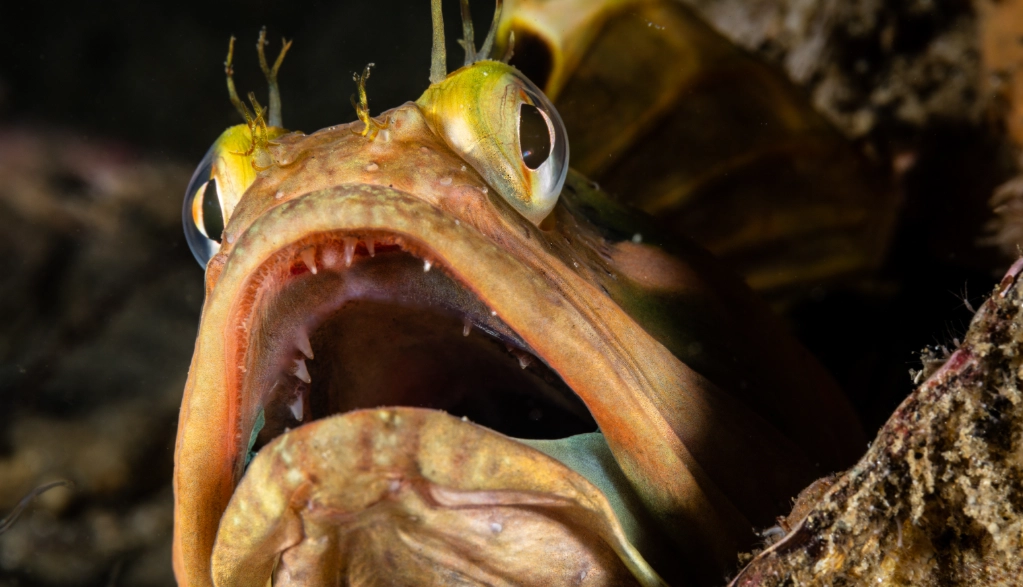 sarcastic fringehead taste