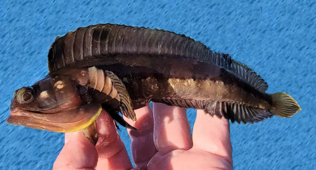 Sarcastic fringehead diet