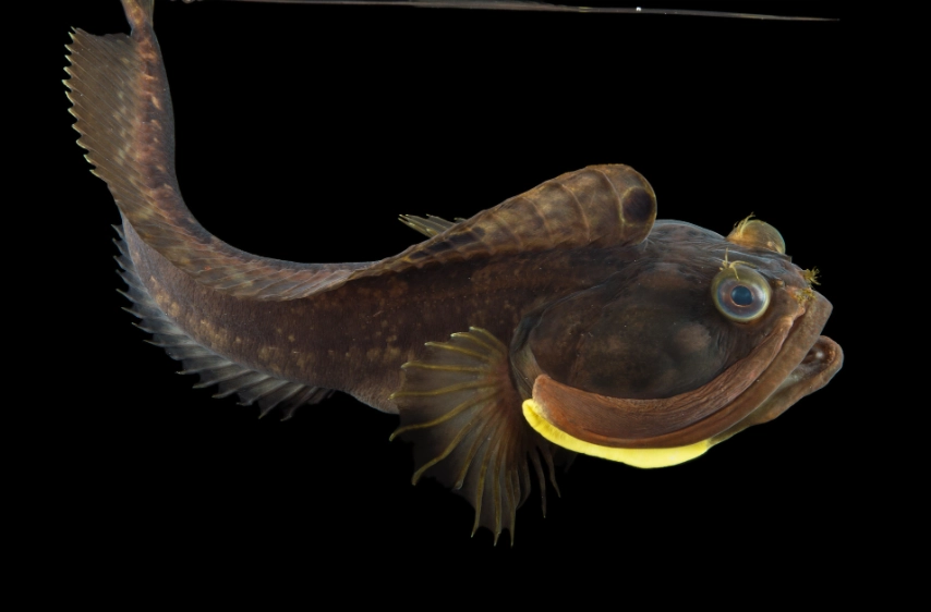 how big do sarcastic fringehead get