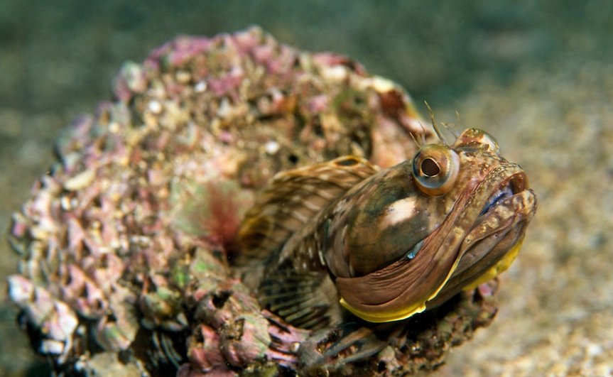 can you eat sarcastic fringehead