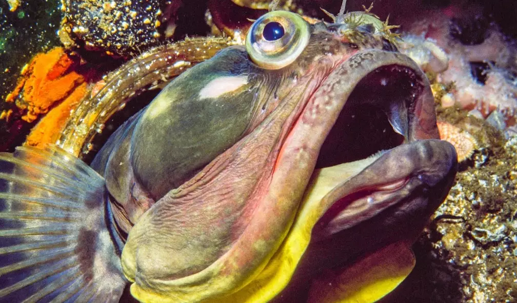 sarcastic fringehead fish